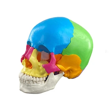 G5AA Išardytos spalvos kaukolės modelis Žmogaus anatomijos mokslo anatomijos modelis tyrimui