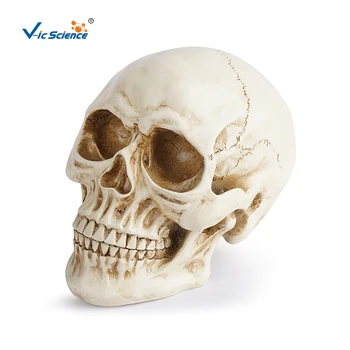 Derva Kaukolės modelis Helovinas Dekoravimo galvos kaulas Anatomijos modelis